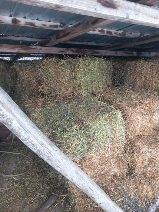 Baloți lucernă coasa 2 si 3