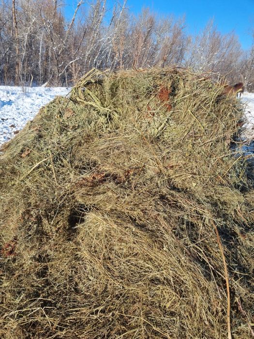 Продаётся сено Тюк 6000