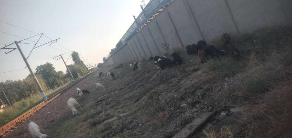 Ikki bochka mening eshakni sindirdi (foto)