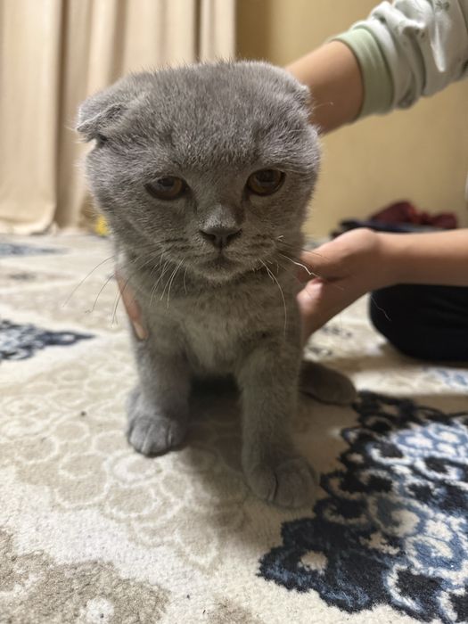 Мушукча сотилади 7 ойлик угил бола