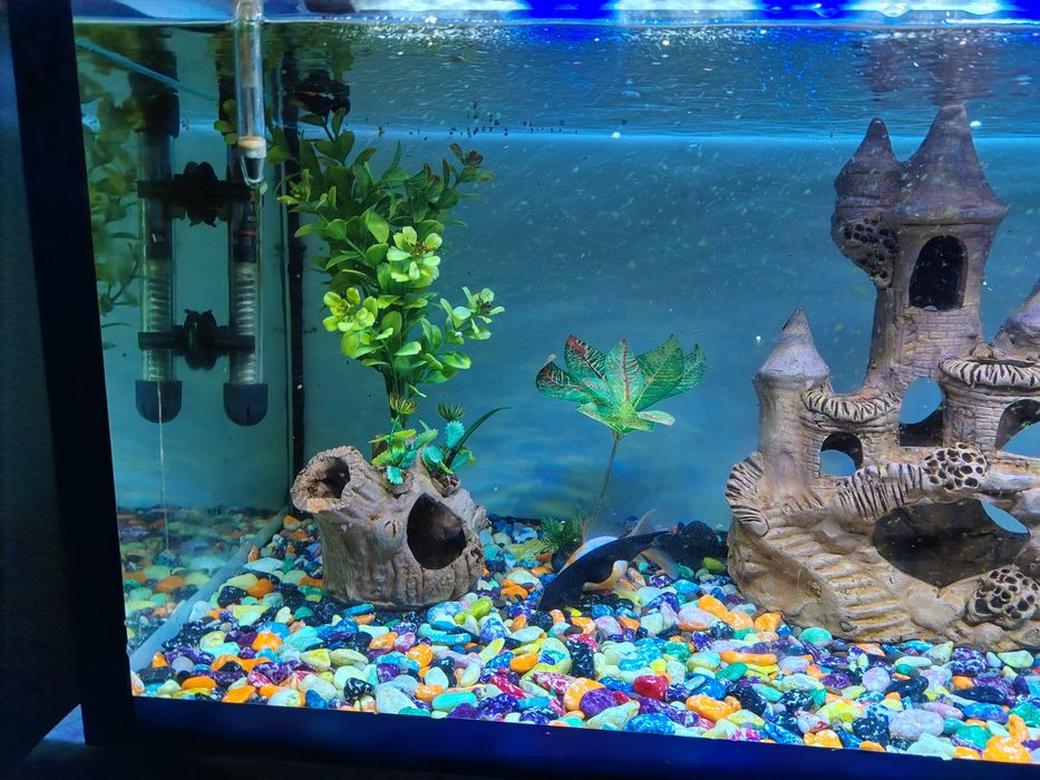 Аквариум с рыбками