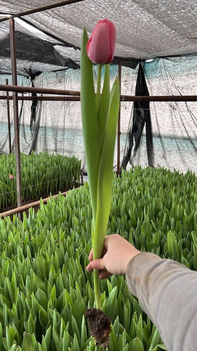 Тюльпаны по низкой цене