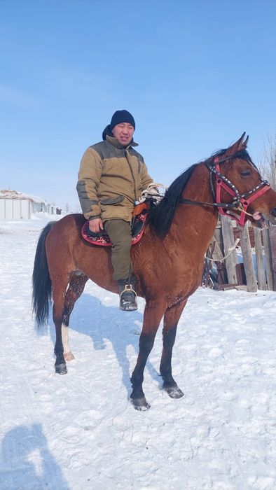 Айғыр Сатылады..