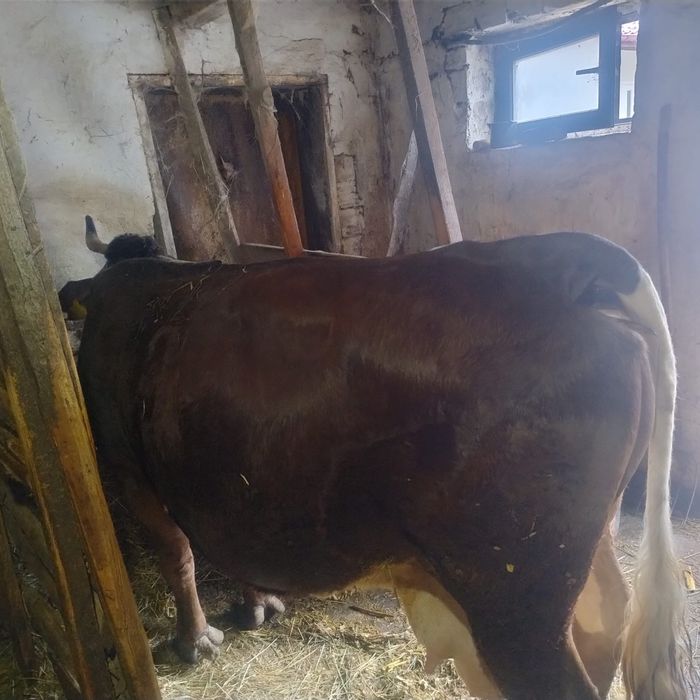 Vaca de vanzare. Pret 8100 lei