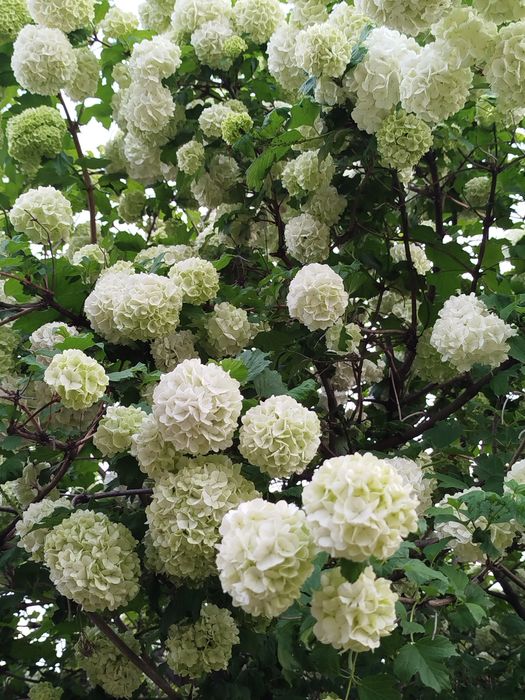 Цветы бульданежь