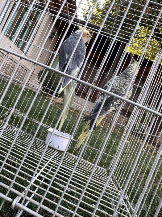 Попугай корелла пара.Totiqush korella sotiladi para