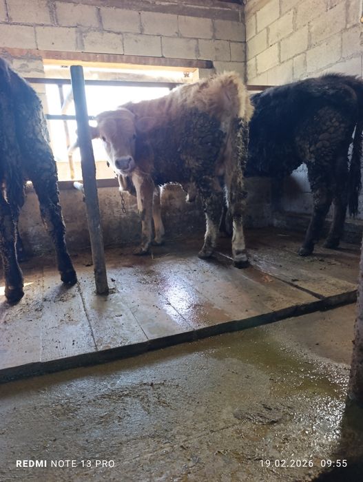 Продам два бычка