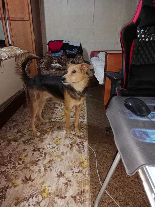 Отдадим собаку в добрые руки