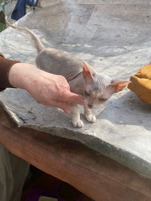 Кошечка ищет дом