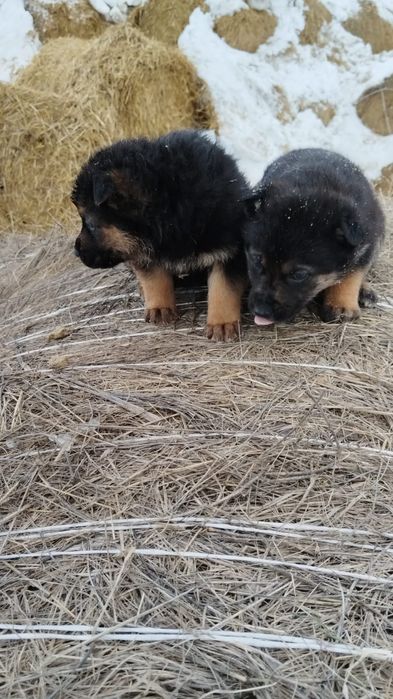 Продам щенков овчарки