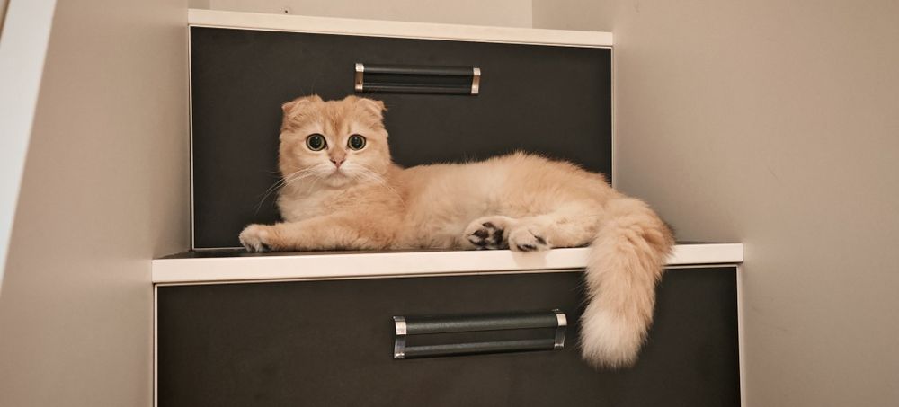 Золотая шиншилла фолд. .