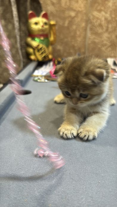 Продается шикарный скотиш фолд