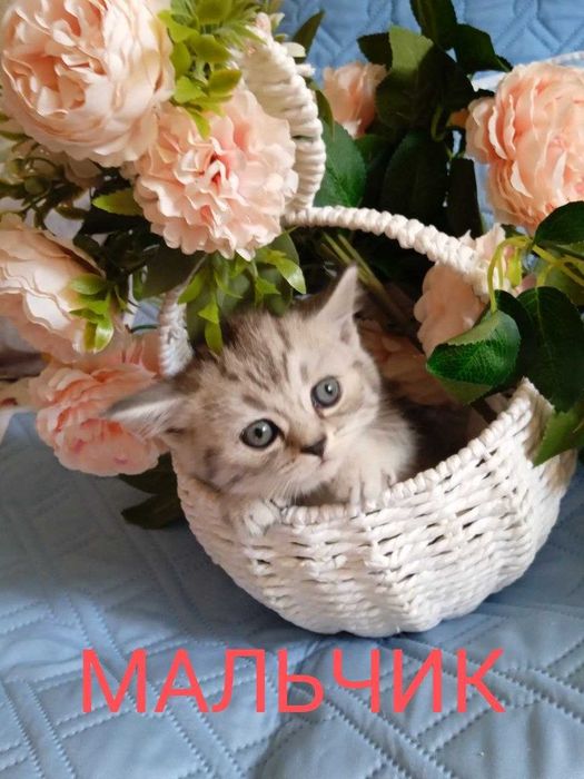 Продаются котята.