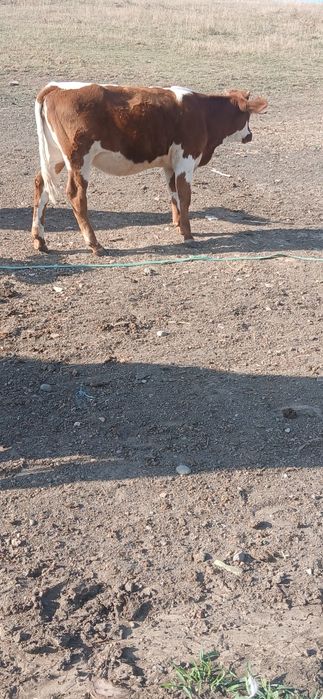 Vand sau schimb vitica la 200 kg cu manz sau manza peste un an
