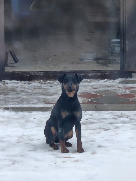 Немецкий ягдтерьер рабочий,девочка