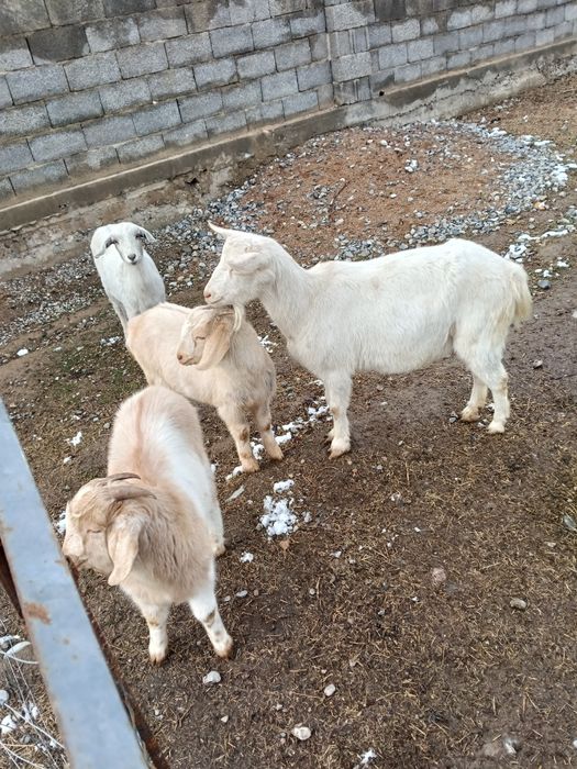 Срочна асыл тукымды ешкилер