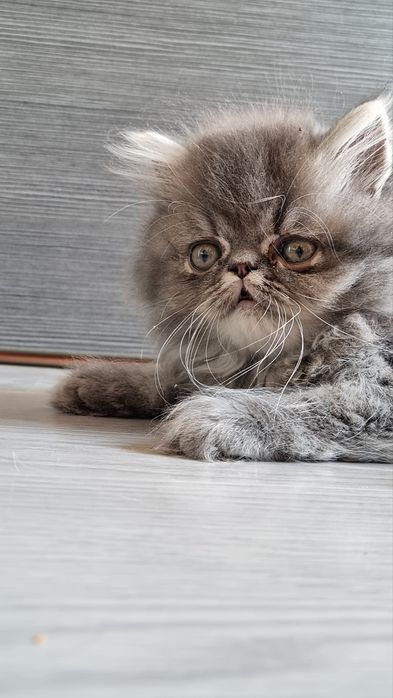 Персийско коте родено на 23.05.26г.