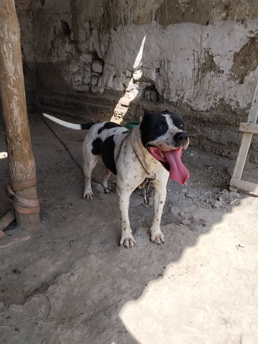 Сотилади 7 ойлик еркак