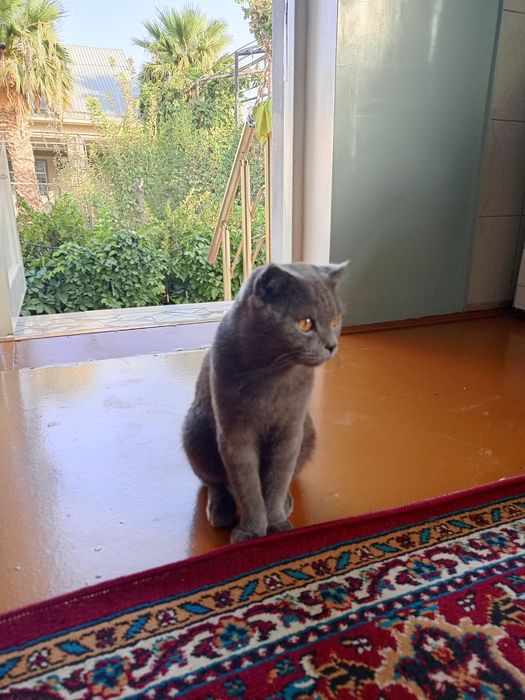 Tecno Canom 20PowerShot