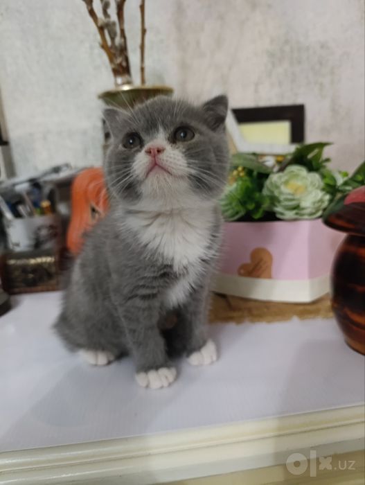 Продаю котят скоттиш-страйт
