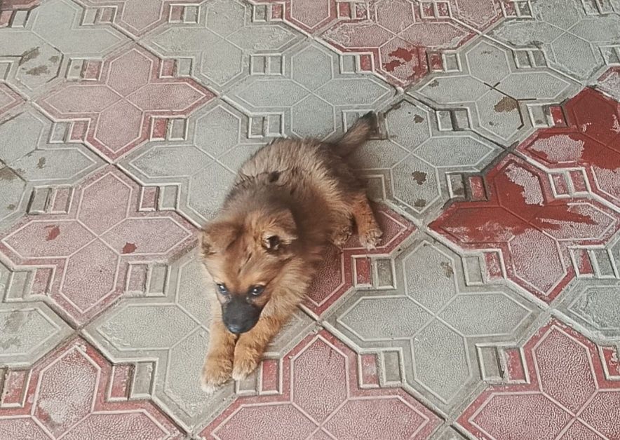 Щенок Немецкой Овчарки
