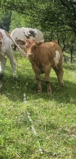 Vand vitel de 7 saptamani