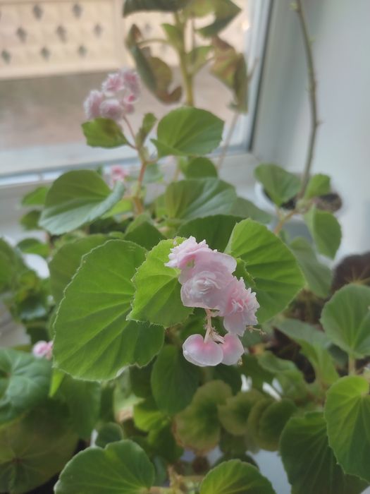 Комнатные цветы недорого.цветущие