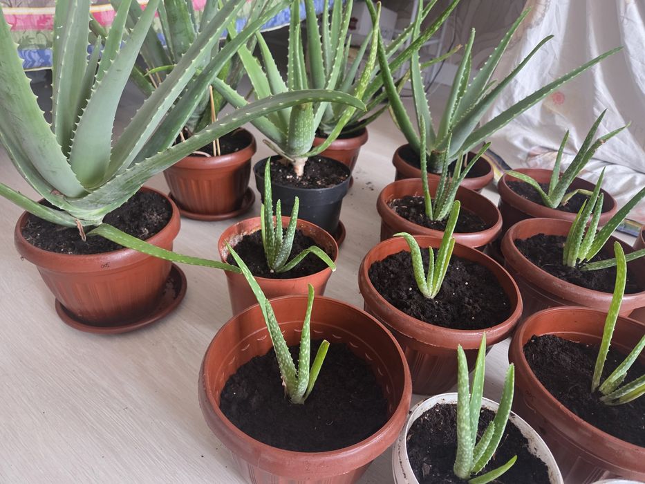 Алоэ-Вера, цветы