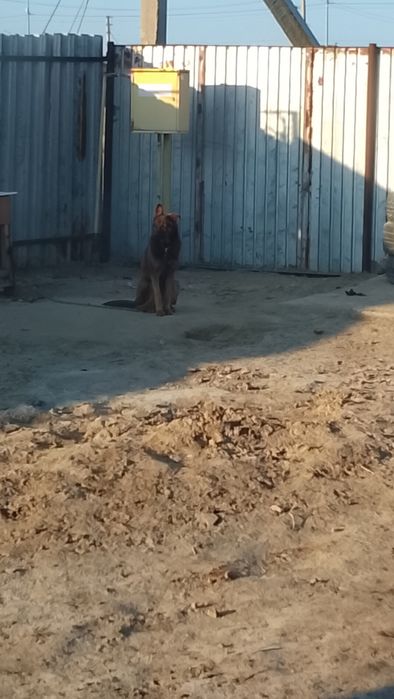 Пропала собака девочка лайкат