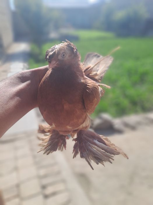 Jolti moda dvux chubi