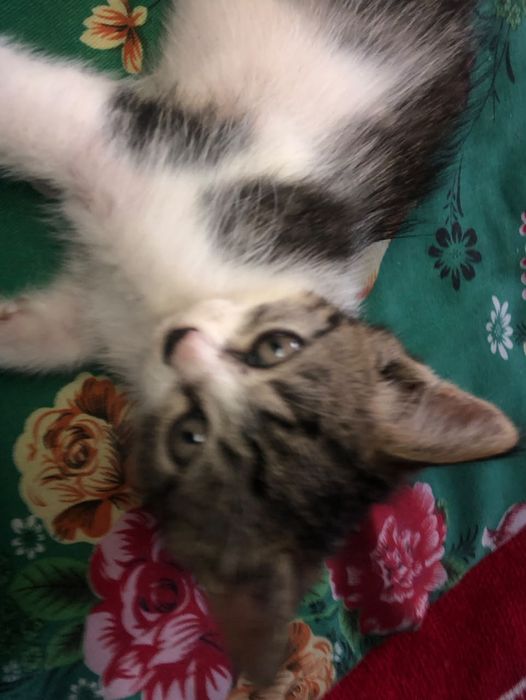 Котенок  бесплатно