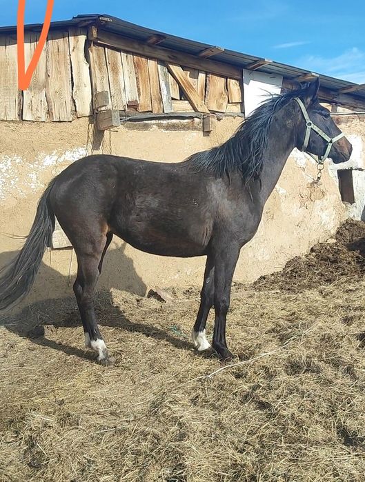 Байтал 3 жасар данчак каны бар