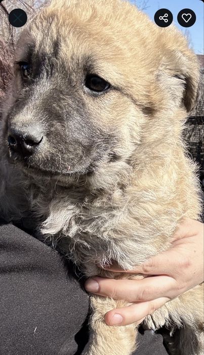 Щенок 2 месяца в добрые руки