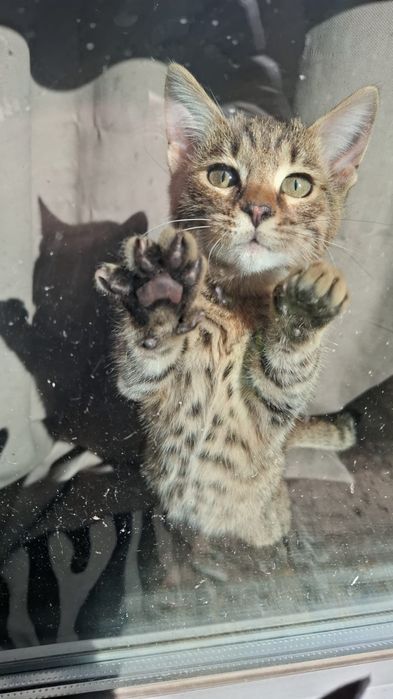 Отдам бесплатно котёнка