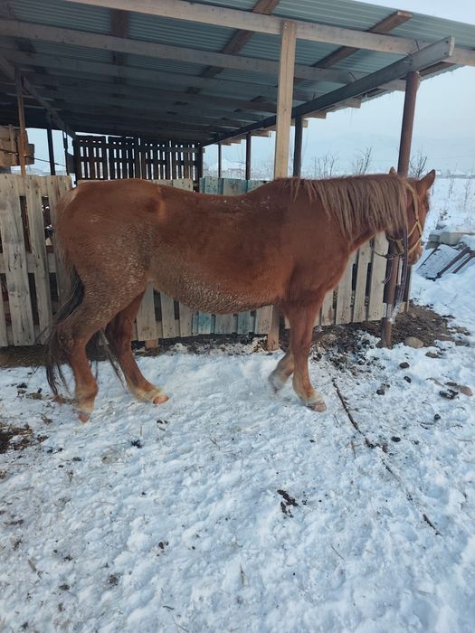 Жылқы тайларымен