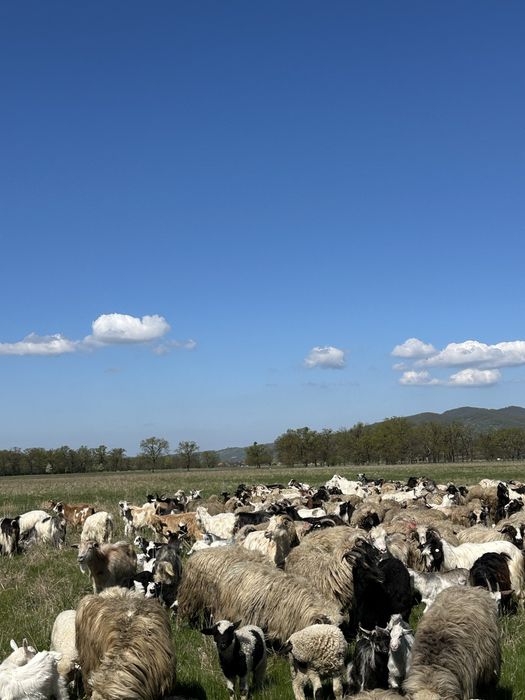 Capre cu iezi de vanzare