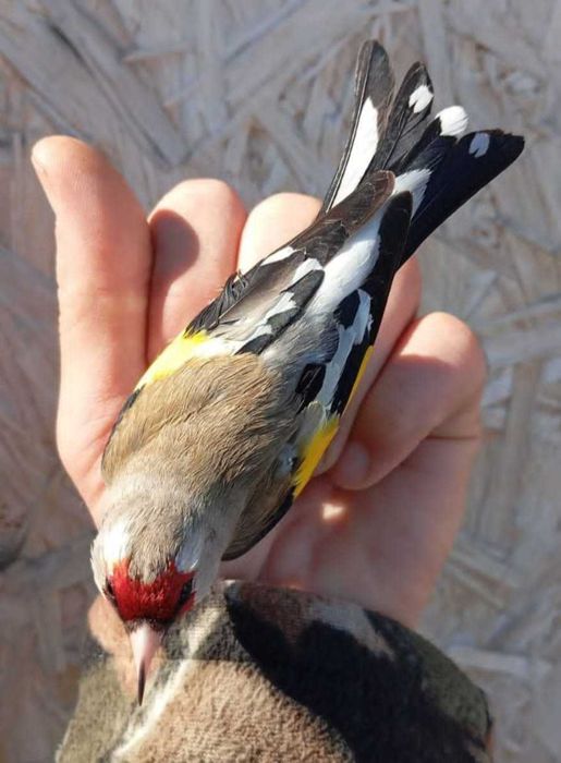 Продам птицу певчую