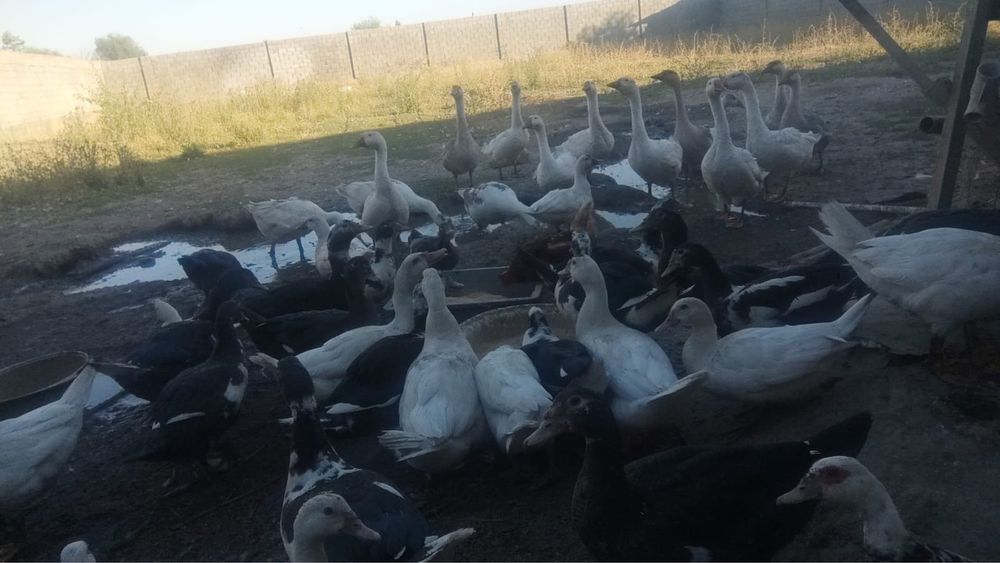 Гуси,Индаутки,Утки