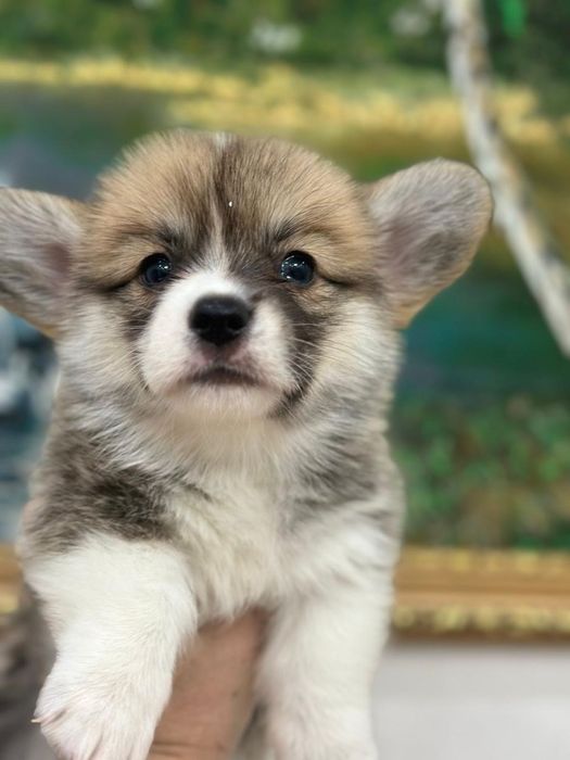 Щеночки вельш корги фци