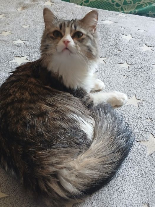 Сибирская кошечка дарю