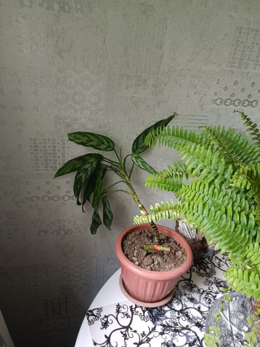 Продам домашние цветы 30000 штука