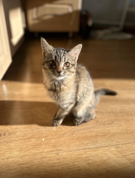 Отдам в хорошие руки