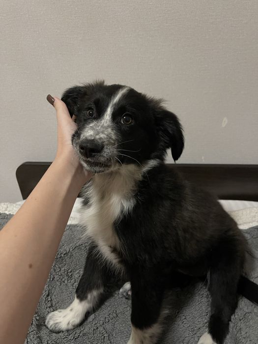 Щенок в поисках дома