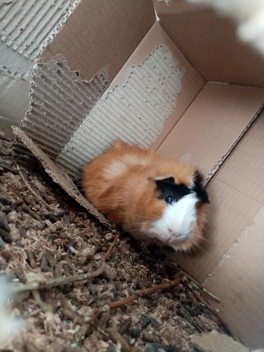 Продам морскую свинку