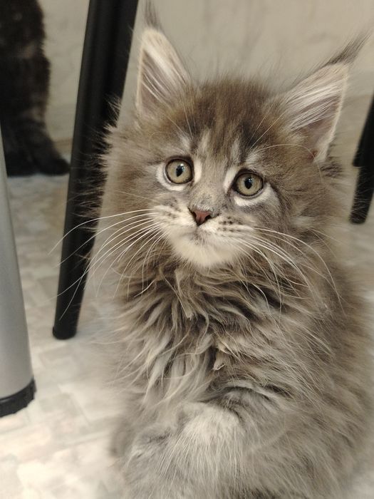 В разведение девочка мейн -кун полидакт