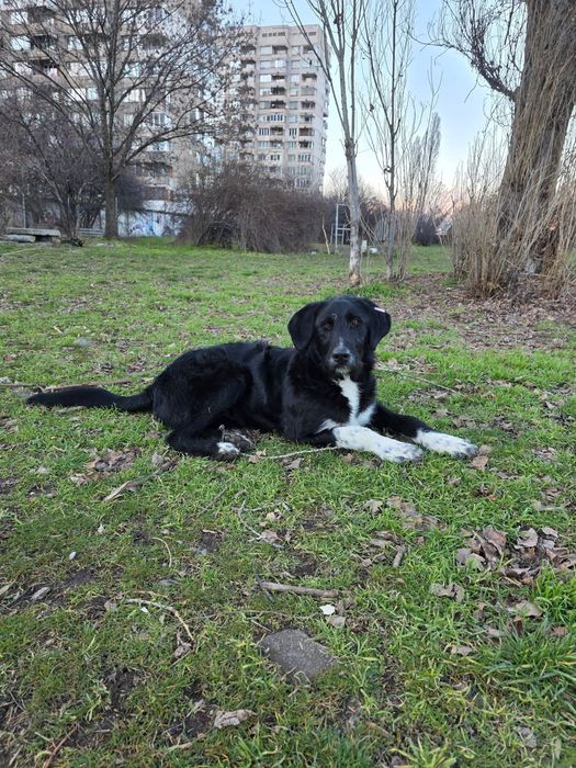 Търсим дом за Блеки