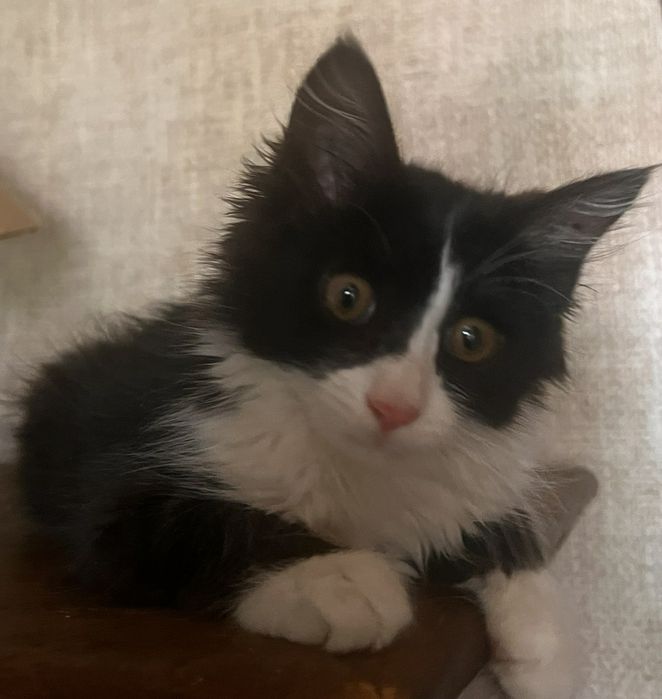 Отдаю котенка около 2месяцев