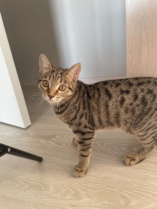 Отдам в добрые руки кота