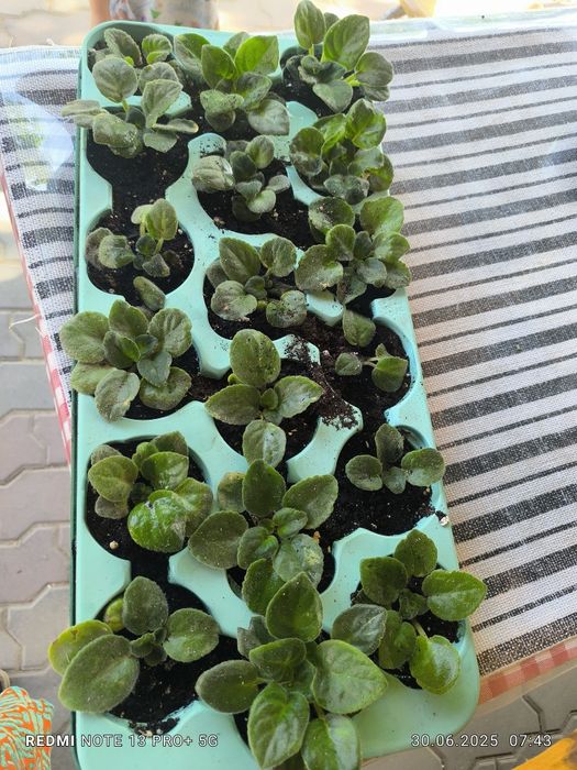 Продам срочно  комнатные цветы