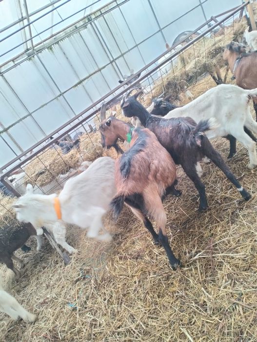 Vând capre originale